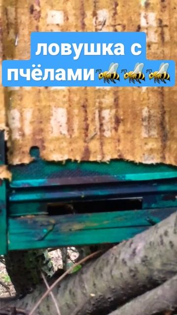 Ловушка с пчелиным роем #пчеловодство #роеловство #пасека #ловушки_для_пчёл #пчелы смотреть онлайн