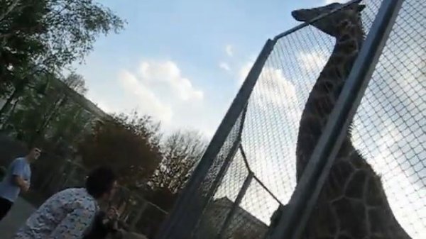 жираф и человек