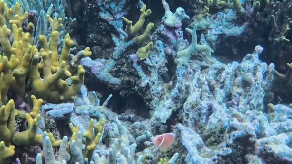 Эпизод 8: «Скрытые Сокровища Океана | Новые Виды Рыб, Старые Жилища и Уникальные Кадры»