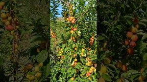 Слива Бербанк в Сибири