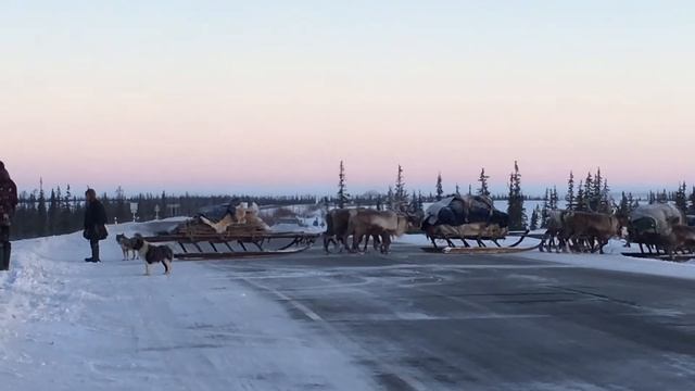 Перегон оленей на зимнюю стоянку смотреть онлайн