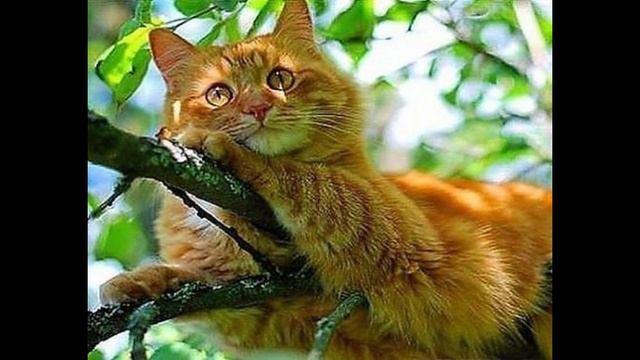 Татьяна Орел. Рыжий кот смотреть онлайн