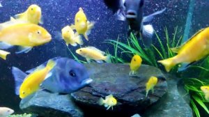 Голубой дельфин цихлиды