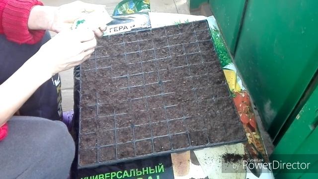 #ПосевКапусты# Сею раннюю капусту. смотреть онлайн