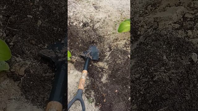 #Первый(эксперимент)урожай картошки