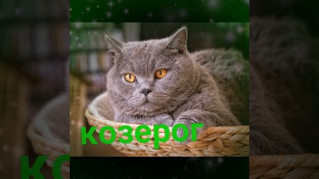 Твой котик по знаку зодиаку смотреть онлайн