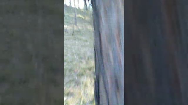 Шалаш в лесу смотреть онлайн