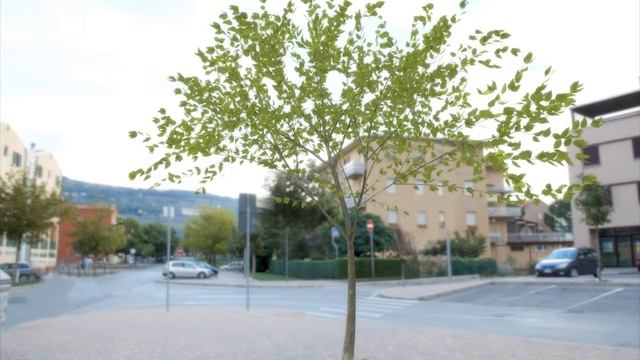 Animated Tree in Maya,wind breeze animation 3d studio max compatible смотреть онлайн