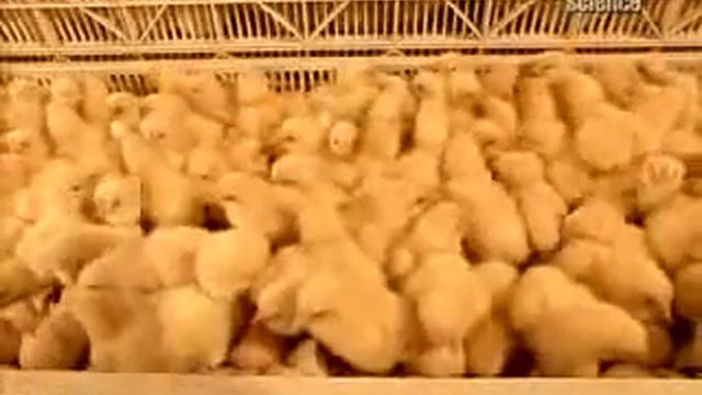 Птицефабрики будущего смотреть онлайн