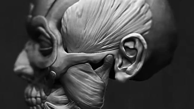 écorché of the face смотреть онлайн
