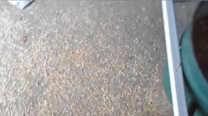 веялка  самодельная для зерна  сепараторного типа (Пшениця)