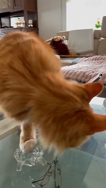 😿Никогда не включай этот звук коту!#мейнкуны #кошки2023 смотреть онлайн