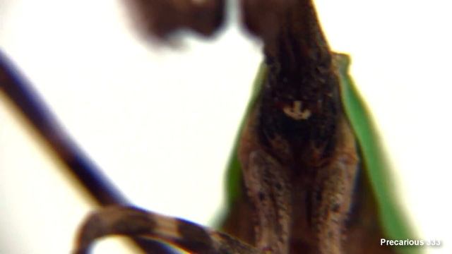 Unicorn Mantis Adult Female