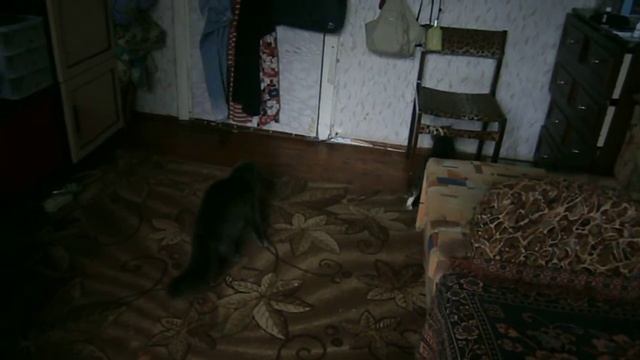 Кошкины домашние разборки смотреть онлайн