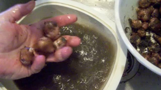 The Jerusalem Artichoke - II смотреть онлайн