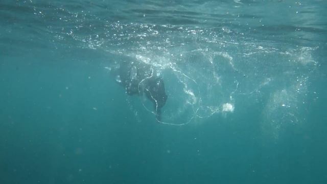 Seabike снорклинг на черном море смотреть онлайн