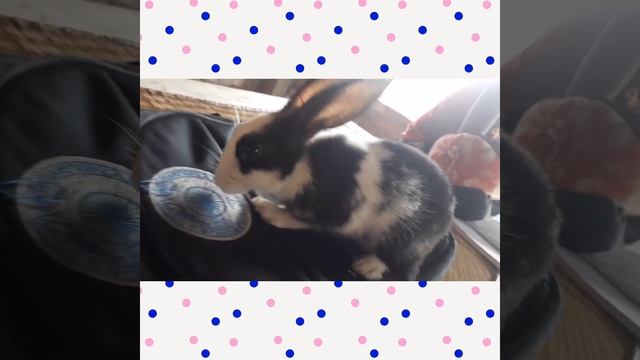 please like support me so I make rabbit vedeo ff vedeo смотреть онлайн