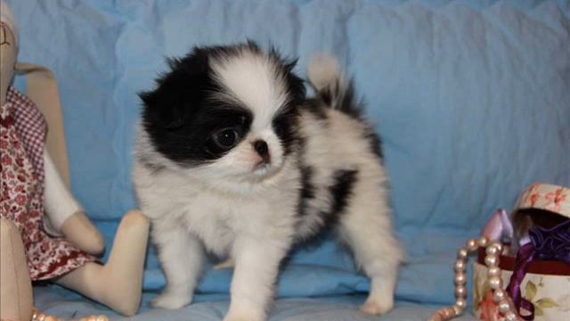 Помет Ролик Динька 2013 смотреть онлайн