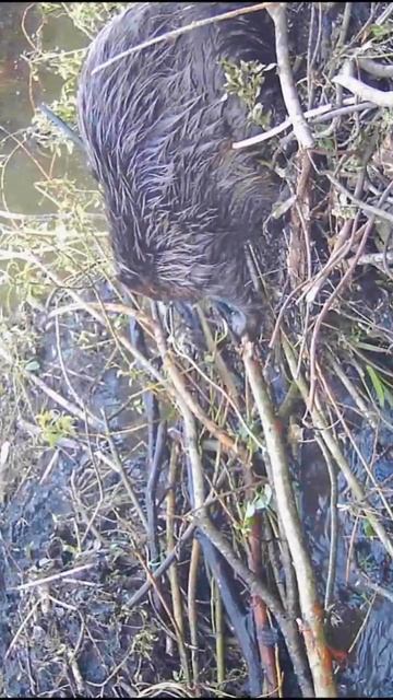 Beaver repairs a dam #hunting #beavers #shorts #animals смотреть онлайн