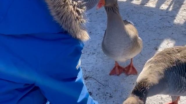 Меня ест гусь 🕊️