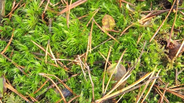 Dicranum Scoparium 201025