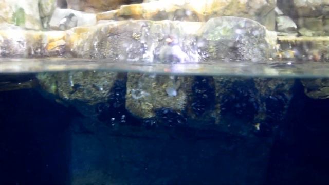Crested Auklet seabird diving bird смотреть онлайн