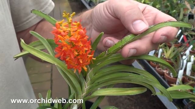 OrchidWeb - Ascocentrum aurantiacum смотреть онлайн