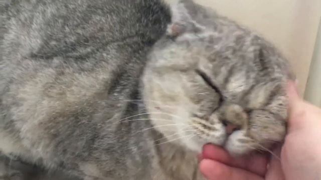 Я в шоке 😱 Кошка ест витамины из рук