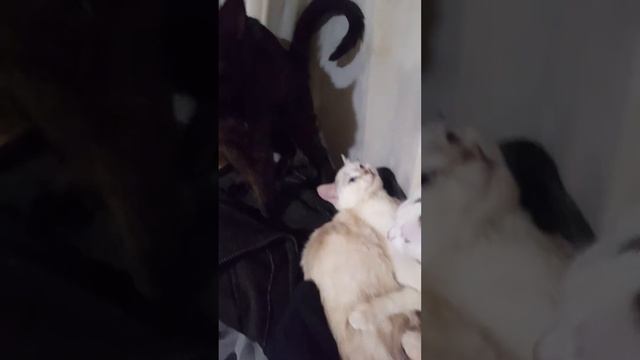 Борик красавчик смотреть онлайн