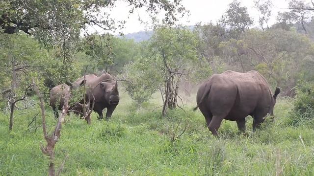 Sounds That Rhino Makes | Kruger Park Sightings | Amazing Animals смотреть онлайн