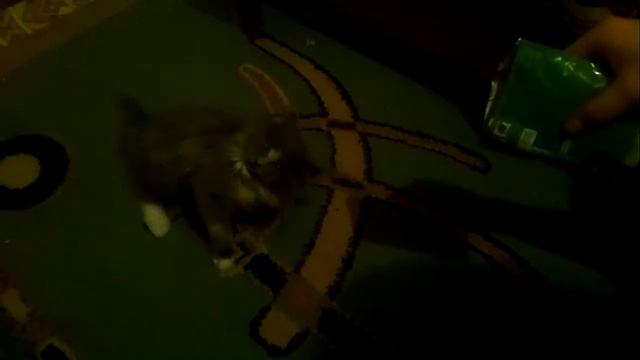 Котенок  крутится.