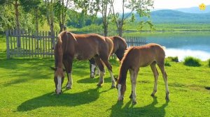 Учим домашних животных. Факты о животных для малышей