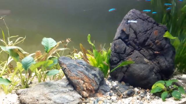Planted Tank 120 cm with Rasbora Galaxy and Cardinal Tetra смотреть онлайн
