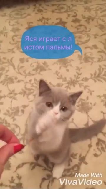 Кошка Яся играет с листом пальмы! смотреть онлайн