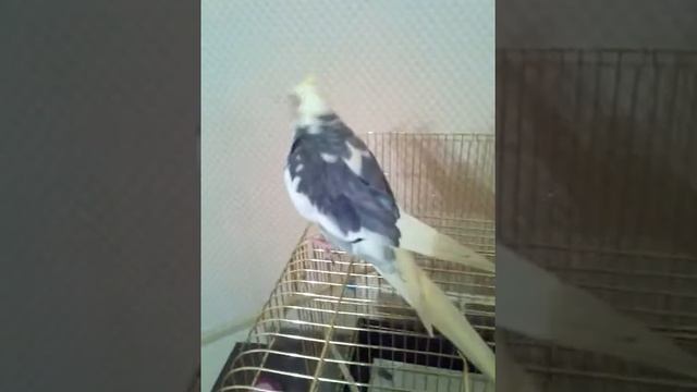 Корелла поёт и целуется смотреть онлайн