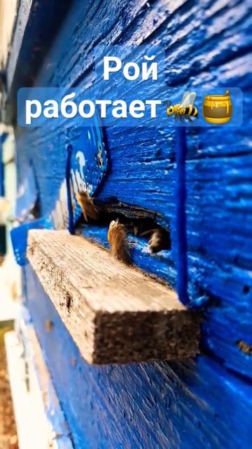 ❗6 утра, а рой трудится17.06.23 #пчеловодство #роеловство #рой #пчелы #мёд #пасека #природа смотреть онлайн