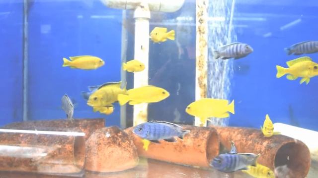 Saulosi Fun! - Pseudotropheus Saulosi Cichlid смотреть онлайн