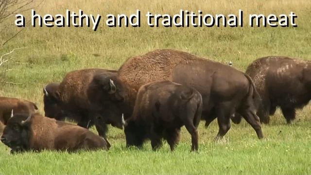 Grass Fed Bison: Buy Organic, Grass Fed & Grass Finished Bison смотреть онлайн