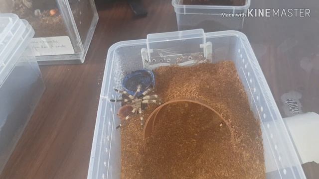 How I rehouse Nhandu Chromatus double time смотреть онлайн