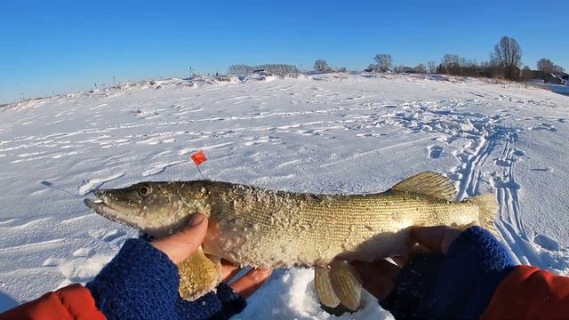 Жерлицы! Супер Снасть! Щука на жерлицы! Мой первый опыт. Щука в глухозимье. смотреть онлайн