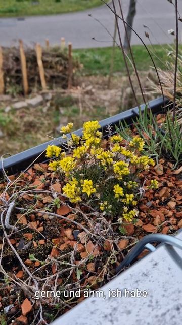 So geht Balkongärtnern heute - trockenheitsverträglich und Insektenfreundlich! смотреть онлайн