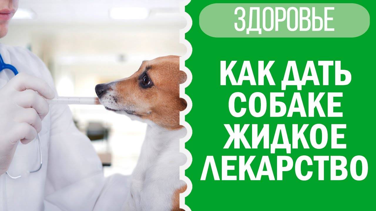 Как дать собаке жидкое лекарство? Советы от Софи! 🐕💧 смотреть онлайн