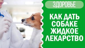 Как дать собаке жидкое лекарство? Советы от Софи! 🐕💧