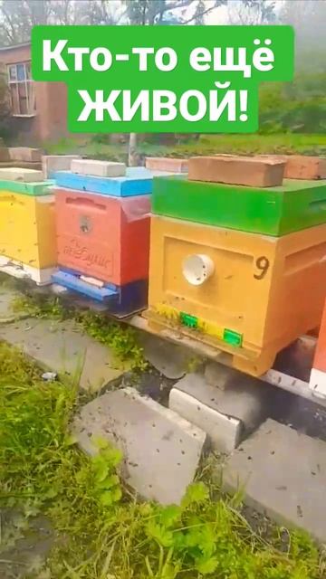 Вроде живые! Но акации увы не будет... 3.05.2023 #пасека #пчеловодство #пчелы #роеловство смотреть онлайн