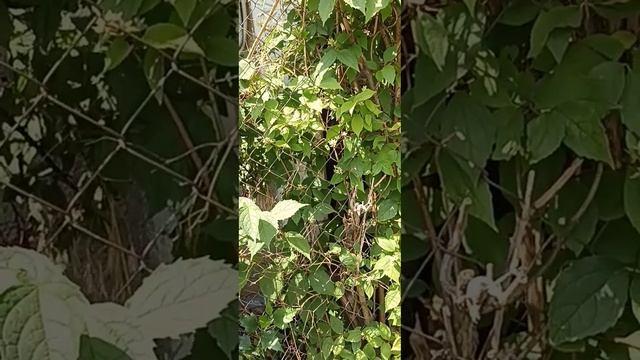 беспредел и бордак с электросетью в республике Адыгея. вымогательство денег с граждан смотреть онлайн