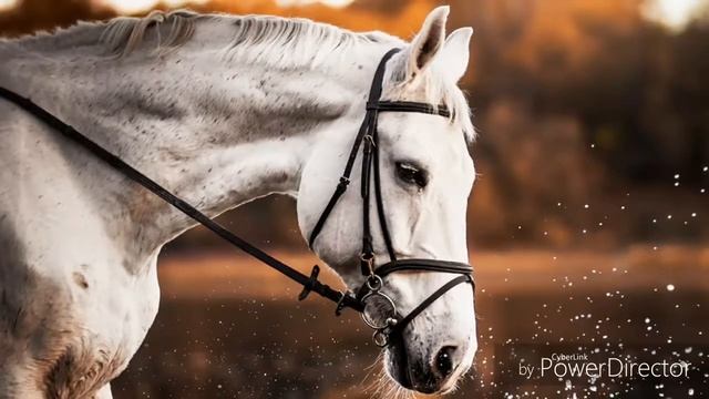 Красивые лошади смотреть онлайн