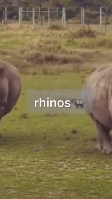 Animals that will probably be gone before 2025🥺 смотреть онлайн