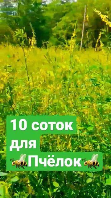 ❗Поддерживающий взяток для пчел #пчеловодство 2.06.2023 #пасека #пчелы #мёд #природа смотреть онлайн