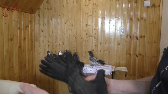 Голуби. Молодняк. По просьбе... смотреть онлайн