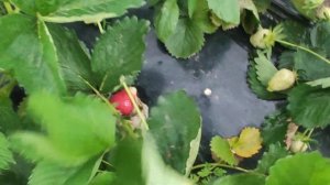 клубника  Джуси, Лючия,Сандра,Клодия заказ саженцев в любую точку России +79898081711